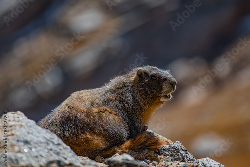 Une marmotte dans son habitat naturel au Mont Evans, Colorado, USA.