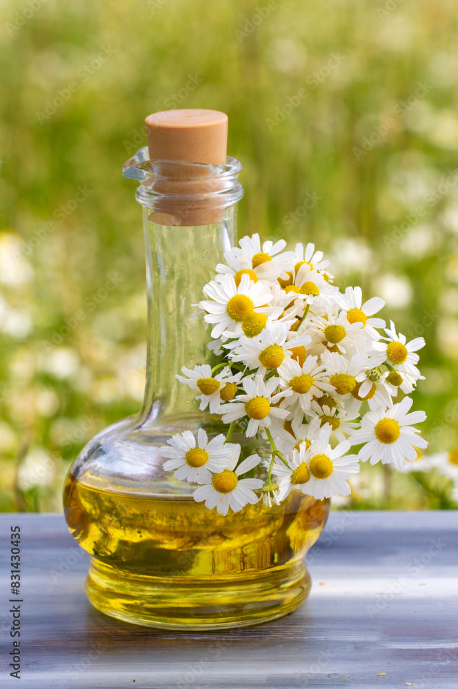 Essential oil in glass bottle with fresh chamomile flowers, beauty treatment.
