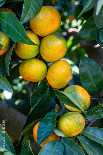Ripe mandarin oranges on tr...