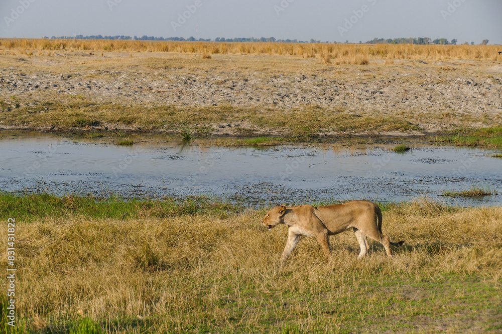 Fototapeta premium Löwe