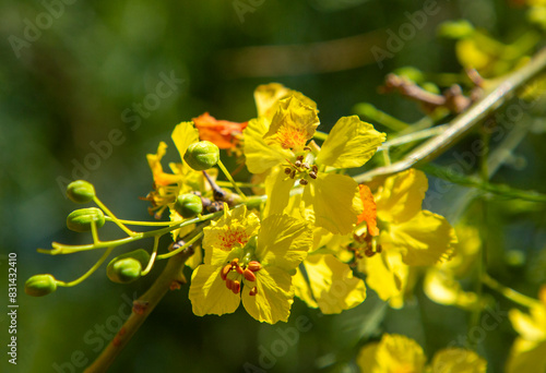 Parkinsonia aculeata is a species of perennial flowering tree in the pea family, Fabaceae photo