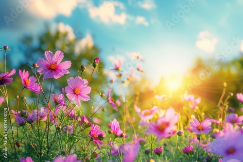 Beautiful cosmos flowers in the meadow  sunlight and blue sky background  a beautiful natural landscape with a summer flower field  colorful wildflowers in the green grass at sunrise or sunset. 