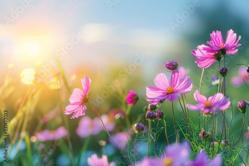 Beautiful cosmos flowers in the meadow, sunlight and blue sky background, a beautiful natural landscape with a summer flower field, colorful wildflowers in the green grass at sunrise or sunset. 