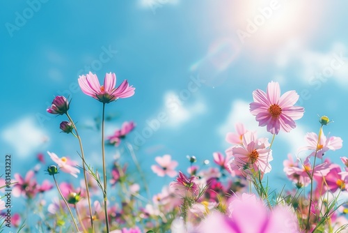 Beautiful cosmos flowers in the meadow  sunlight and blue sky background  a beautiful natural landscape with a summer flower field  colorful wildflowers in the green grass at sunrise or sunset. 