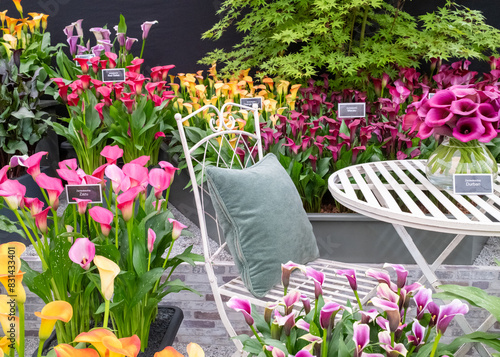 Award winning multi-coloured Zantedeschia flowers on display at the 2024 RHS Chelsea flower show