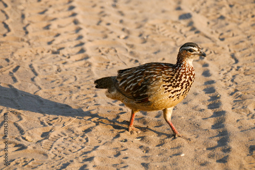 Weißkehlfrankolin photo