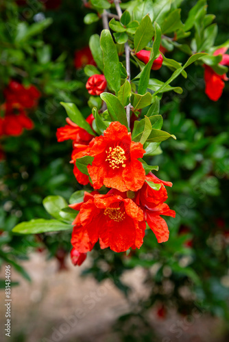 Pomegranate flowers ripe po...