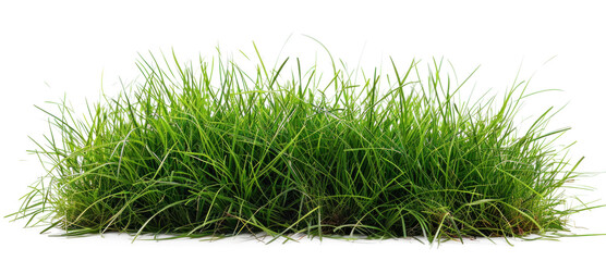 Lush Green Grass on Transparent Background