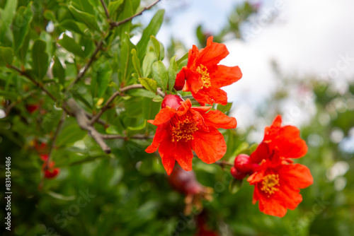 Pomegranate flowers ripe po...