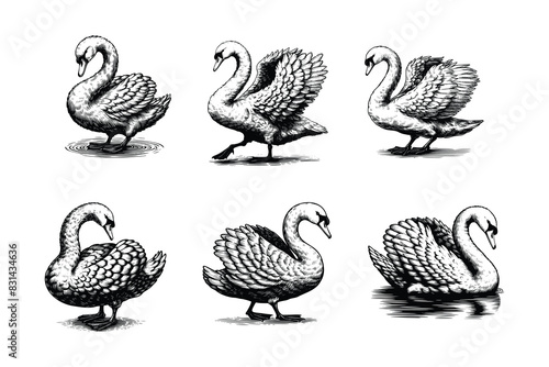 set of goose illustration. hand drawn black and white goose line art illustration, isolated white background