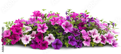 Obraz na płótnie Colourful flowers bush - petunia blossoms on transparent background w salonie