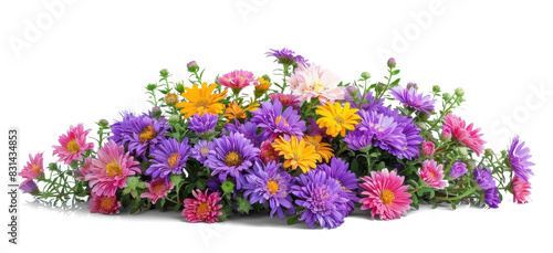 Fototapeta Naklejka Na Ścianę i Meble -  Colourful Flowers Bush - Asters on Transparent Background