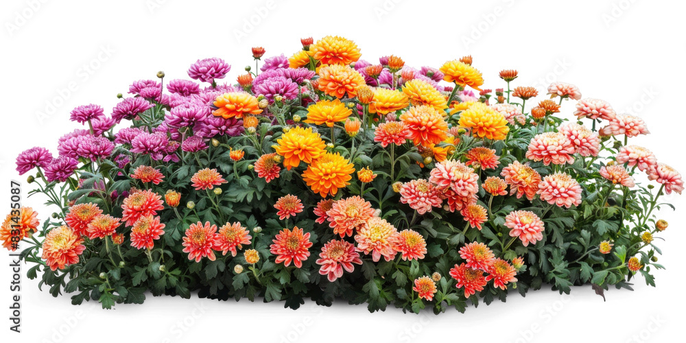 Colorful Flower Bush - Chrysanthemums on Transparent Background Colorful Flower Bush - Chrysanthemums on Transparent Background