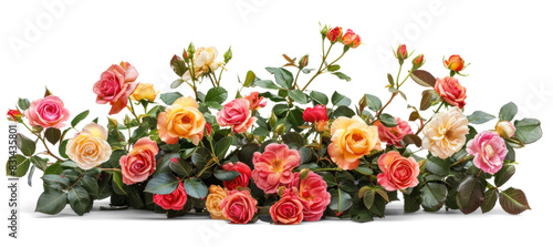 Fototapeta Naklejka Na Ścianę i Meble -  Colourful Flowers Bush of Blooming Roses on Transparent Background