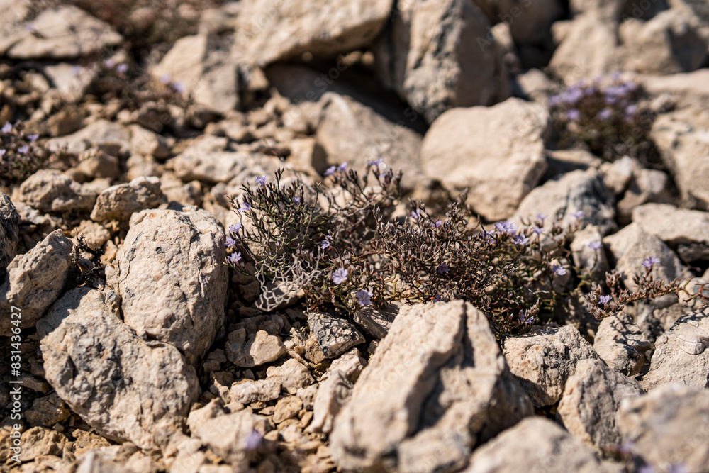 Small plants growing on limestone rocks during summer season in Croatia Small plants growing on limestone rocks during summer season in Croatia