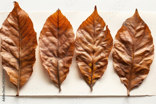 Dry leaves against a plain white background symbolizing autumn - fall - nature - seasonal decor