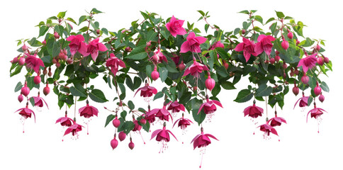 Fuchsia flowers bush on transparent background