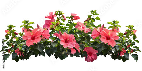 Fototapeta Naklejka Na Ścianę i Meble -  Hibiscus flowers bush on transparent background