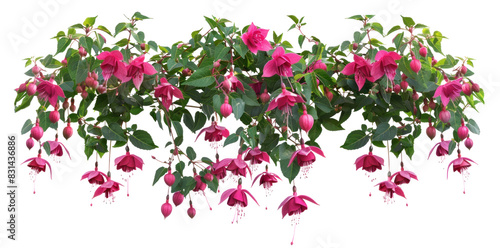 Fototapeta Naklejka Na Ścianę i Meble -  Fuchsia flowers bush on transparent background