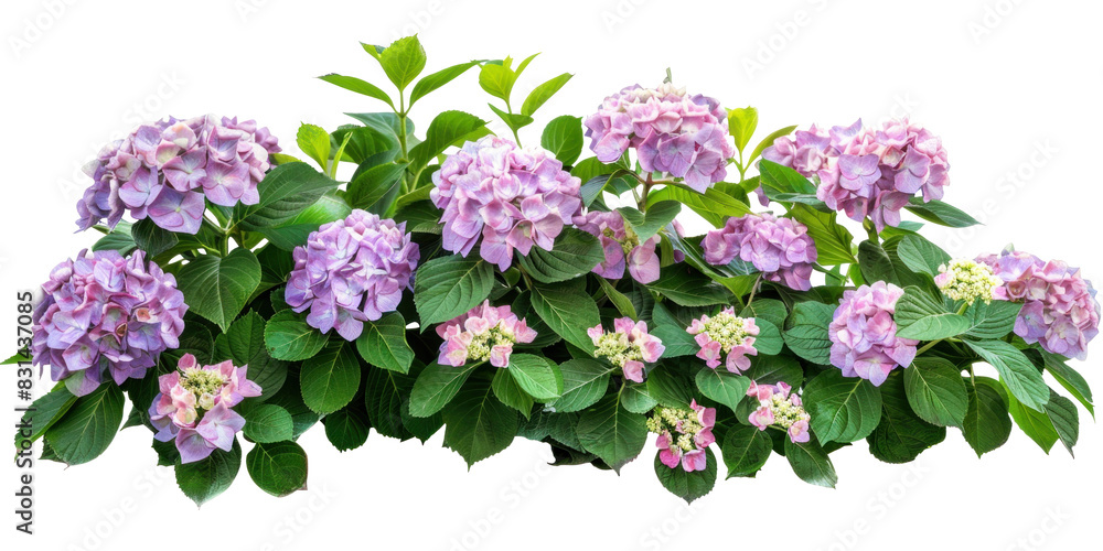 Flowering Hydrangea Bush on Transparent Background Flowering Hydrangea Bush on Transparent Background