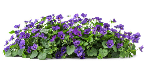 Purple flowers bush on transparent background