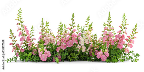 Pink Snapdragon Flowers Bush on Transparent Background © Аrtranq