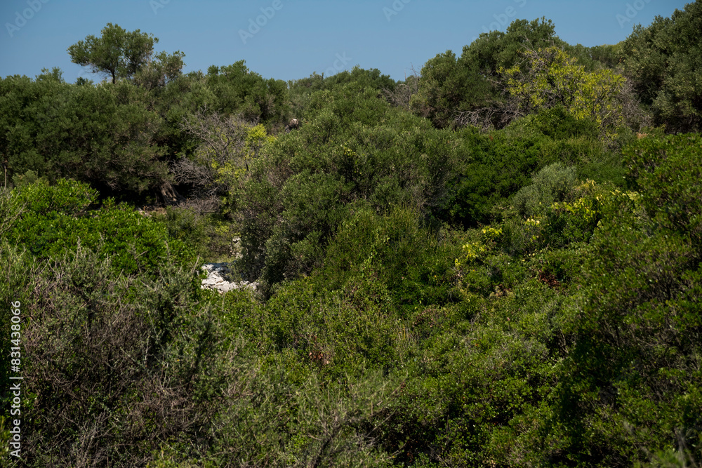 Natural landscape with old olive trees