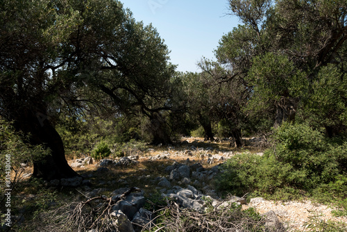 Natural landscape with old olive trees