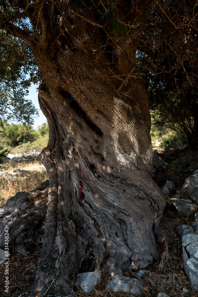 close-up of bark of an old olive tree close-up of bark of an old olive tree
