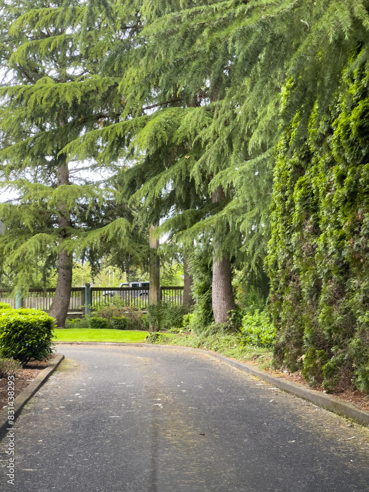 Obraz premium road in the park