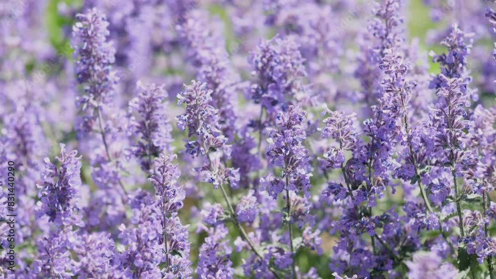 Catnip flowers background summer slow motion Catnip flowers background summer slow motion