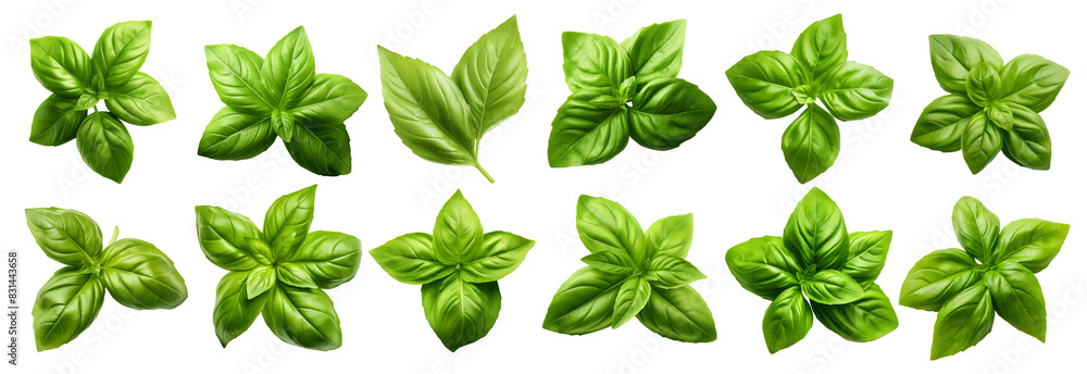 A row of green leaves are shown in various sizes and shapes Set of png elements. A row of green leaves are shown in various sizes and shapes Set of png elements.
