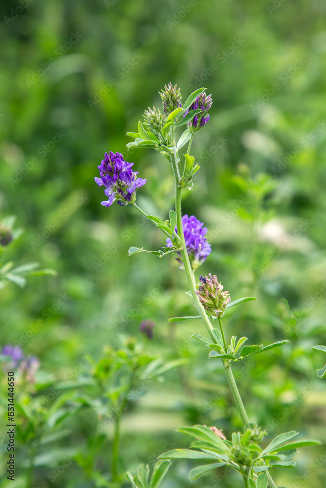 Flowers of alfalfa in the field. Medicago sativa. Flowers of alfalfa in the field. Medicago sativa.