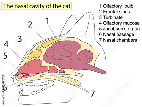 Sagittal section of a cat head. Anatomy of cats. For Basic Medical Education Also, veterinary medicine.