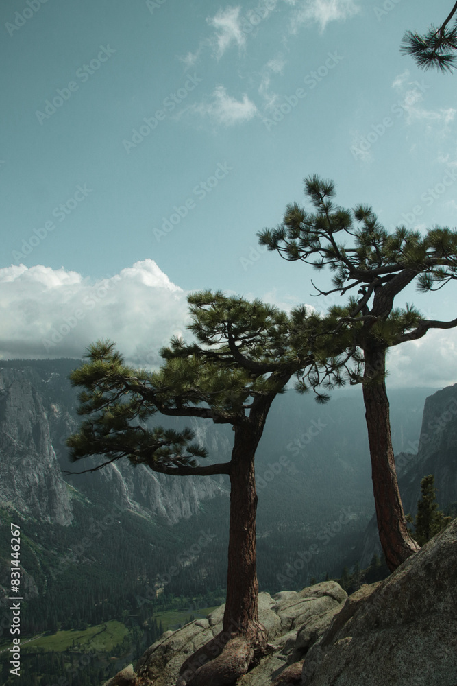 Lonely trees in the mountains