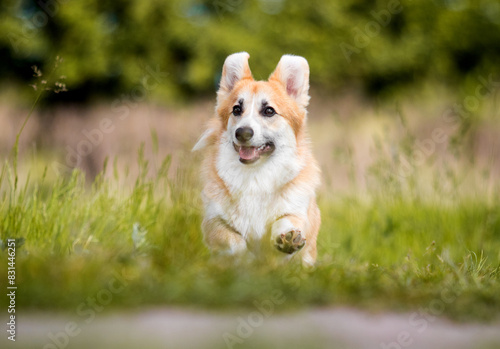 red dog runs through the grass