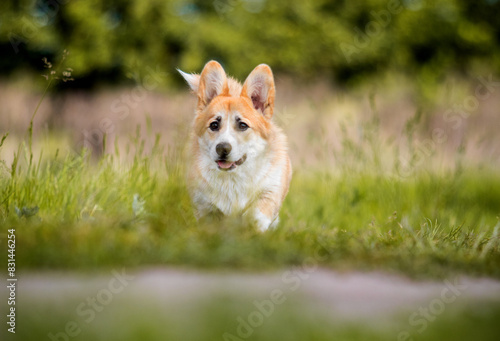 red dog runs through the grass