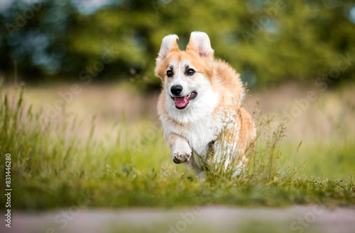 red corgi dog runs through the grass