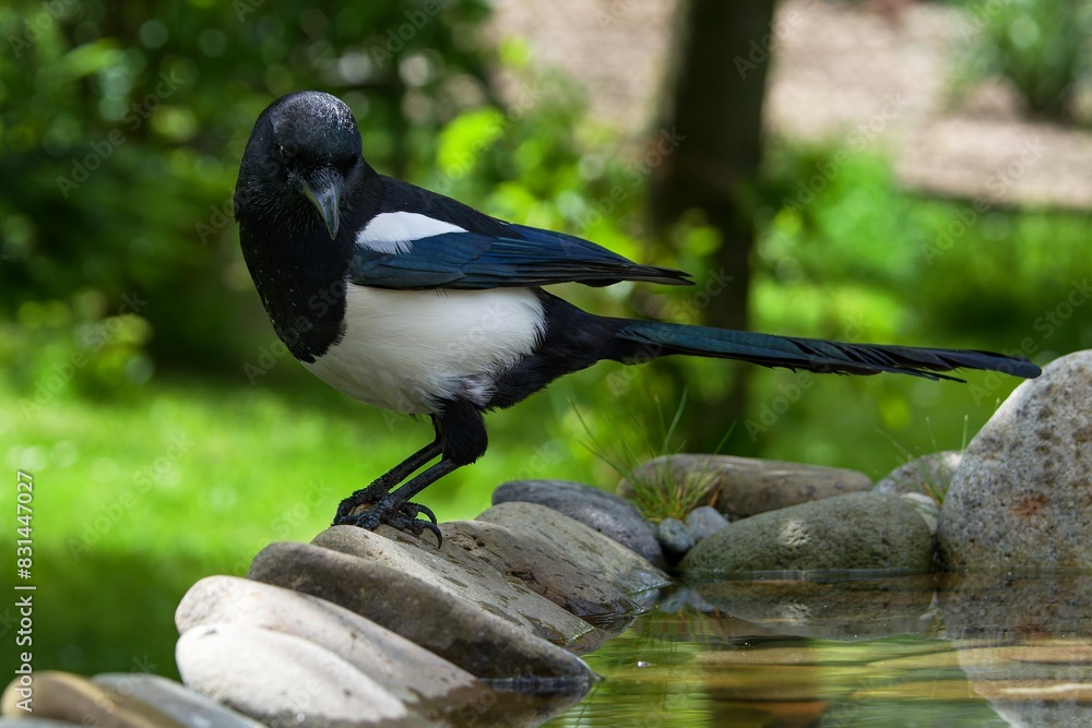 Magpie looks back at the stones at the bird's water hole. Moravia. Europe. Magpie looks back at the stones at the bird's water hole. Moravia. Europe.