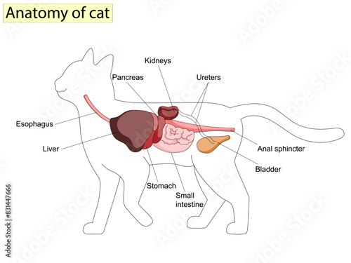 Anatomy of cat with inside structure and organs scheme vector illustration. photo