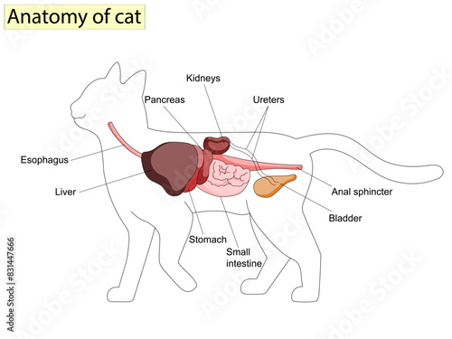 Anatomy of cat with inside structure and organs scheme vector illustration.