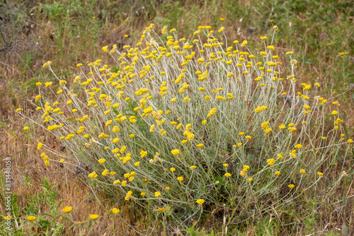 Close up view of helichrysum arenarium, immortel, dwarf everlast sunny yellow flowers photo