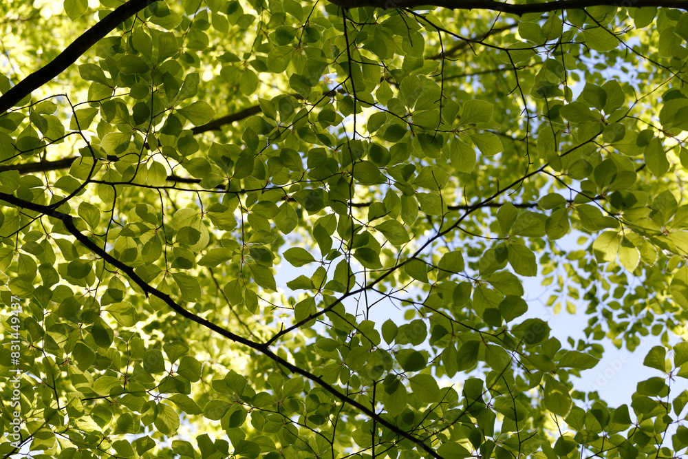 Green foliage. Natural bright background. Lush foliage in the sunlight. Abstract nature. Bottom view. The concept of summer spring good warmth, sunshine Green foliage. Natural bright background. Lush foliage in the sunlight. Abstract nature. Bottom view. The concept of summer spring good warmth, sunshine