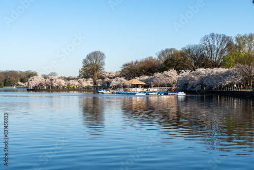 Tidal basin with paddleboats in the morning