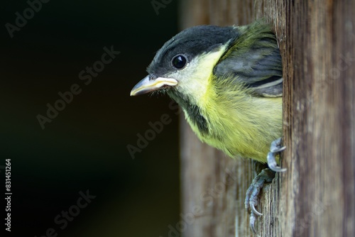 Foto Young great tit (Parus major) peeps out of its nest in the bird