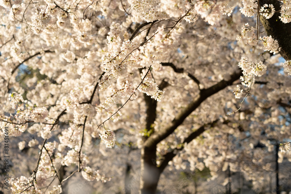 Cherry blossoms blooms in Washington DC at the Tidal Basin Cherry blossoms blooms in Washington DC at the Tidal Basin