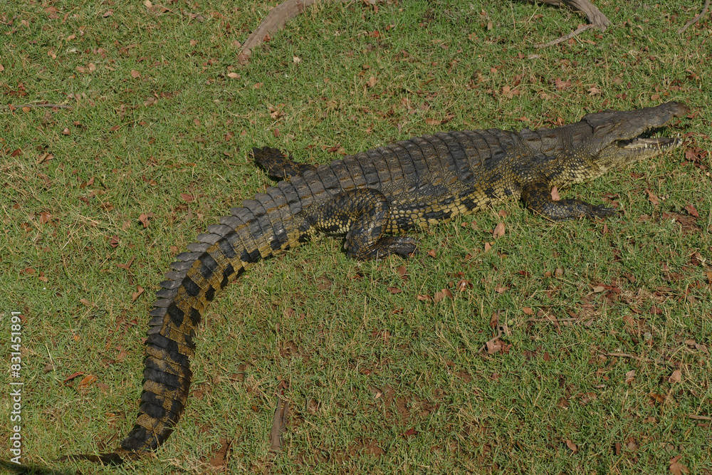 Krokodil Krokodil