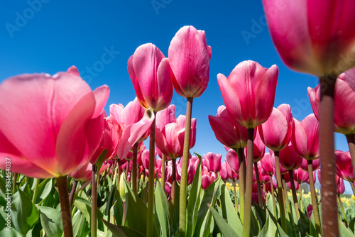 Pink tulips in a tulip field, Burnside Farms Virginia