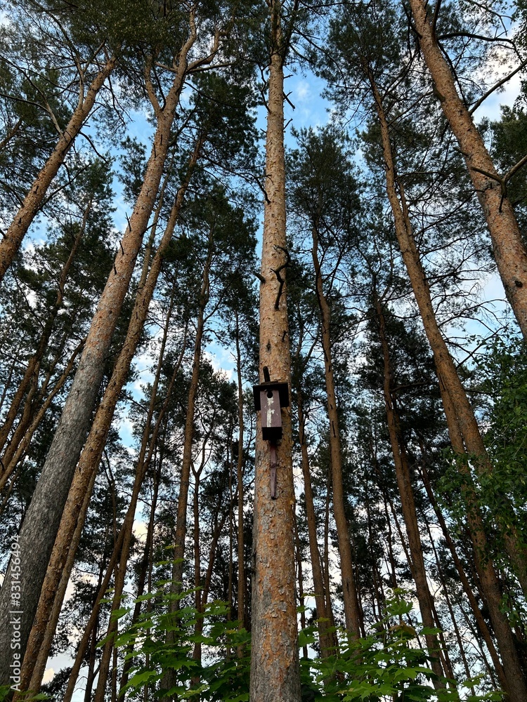 Fototapeta premium trees in the forest