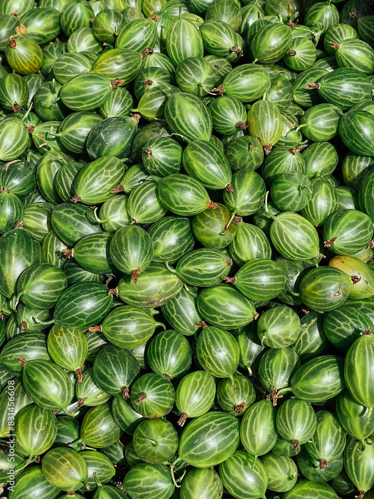 lots of green gooseberry berries for food as background lots of green gooseberry berries for food as background